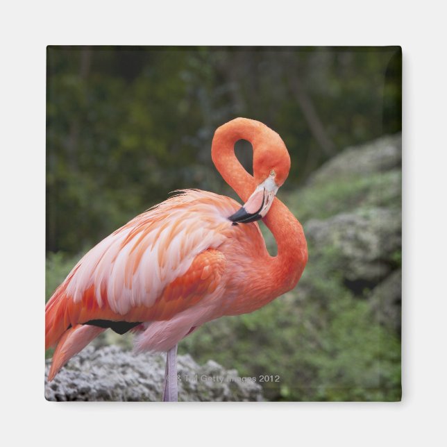 Imã Flamingo Rosa (Frente)