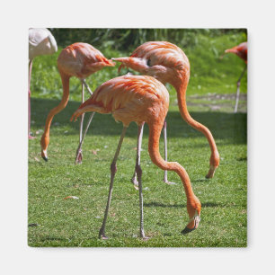 Imã Flamingos