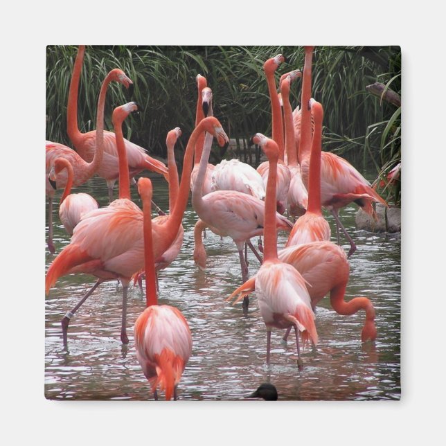 Imã Flamingos (Frente)