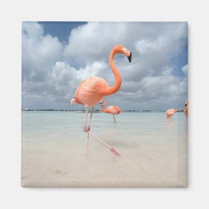 Imã Flamingos Beach Aruba
