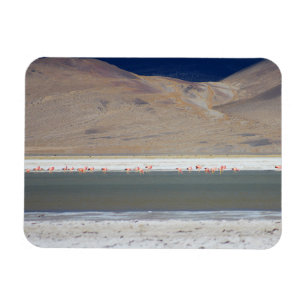 Ímã Flamingos em Salar del Huasco, Chile