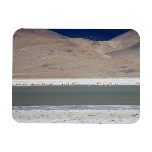 Ímã Flamingos em Salar del Huasco, Chile (Horizontal)