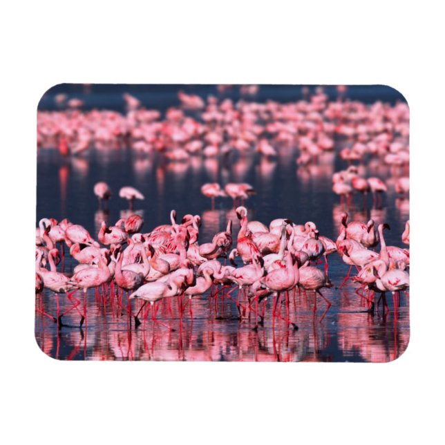 Ímã Flamingos-menores (Phoeniconaias minor), África, (Horizontal)