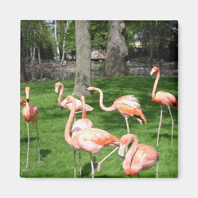 Imã Flamingos Rosa (Frente)