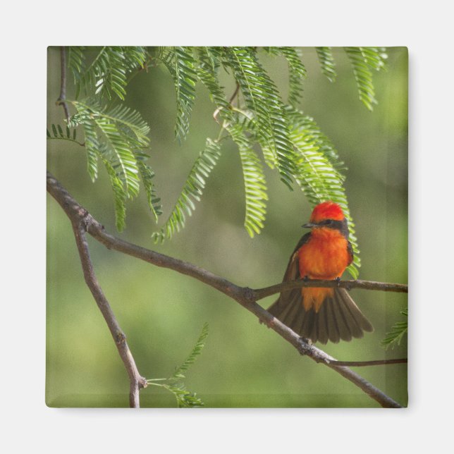 Imã Flashy Vermilm Flycatcher (Frente)