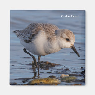 Imã Flautista de Sanderling Strolls Wintry Beach