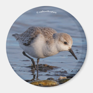 Imã Flautista de Sanderling Strolls Wintry Beach