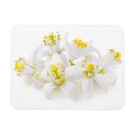 Ímã Fleur d'oranger