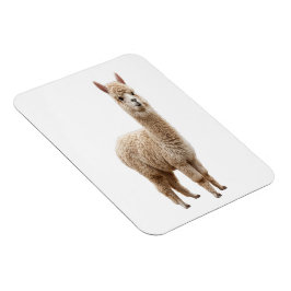 Ímã Flexível com Foto Realista de Alpaca Fofa