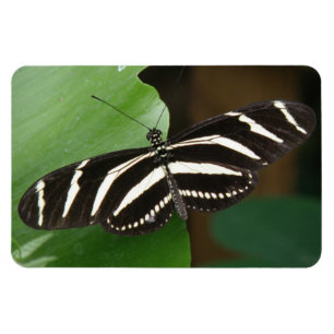 Ímã Flexível da Borboleta bonito Zebra Longwing