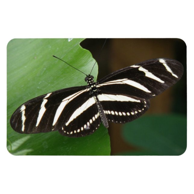 Ímã Flexível da Borboleta bonito Zebra Longwing (Horizontal)