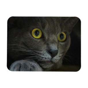 Ímã flexível da intensidade