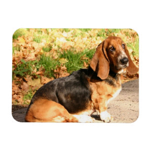 Ímã flexível de assento de Basset Hound