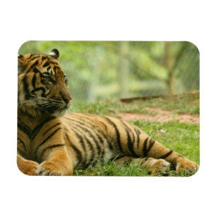 Ímã flexível de descanso do tigre