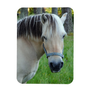 Ímã flexível do cavalo