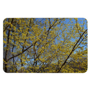 Ímã flexível do Dogwood da cereja de cornalina