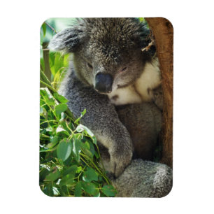 Ímã flexível do Koala ocasional