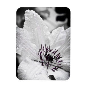 Ímã flexível - flor branca do Clematis