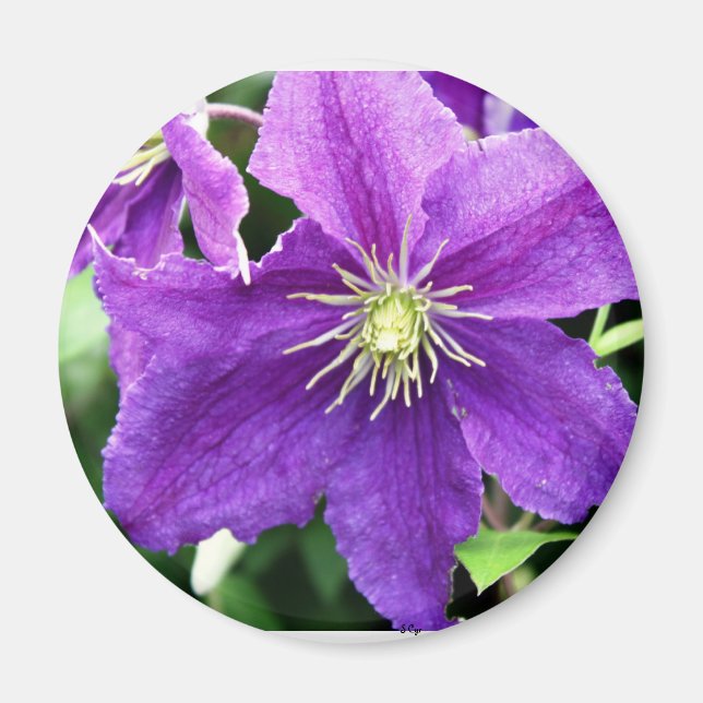 Imã Flirty (Frente)