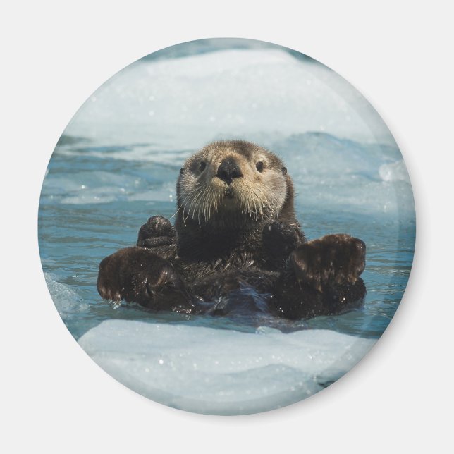 Imã Floating Otter (Frente)