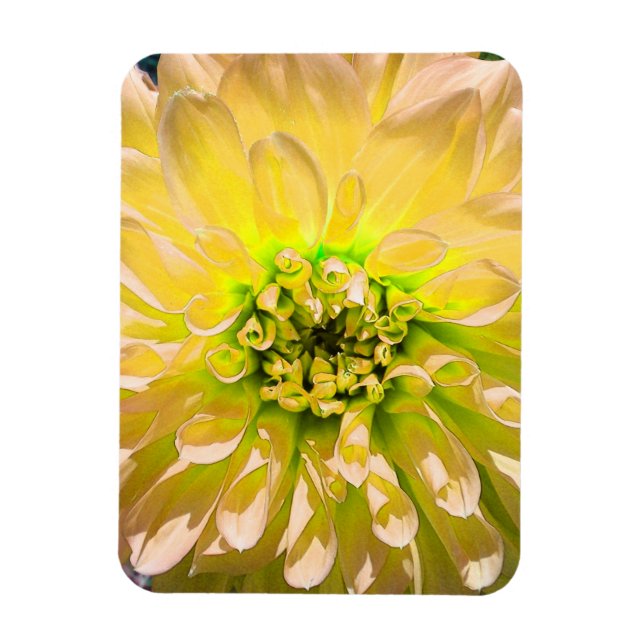 Ímã Flor Amarelo Dahlia (Vertical)