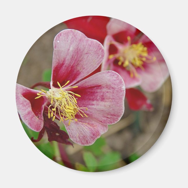 Imã Flor bonito (Frente)