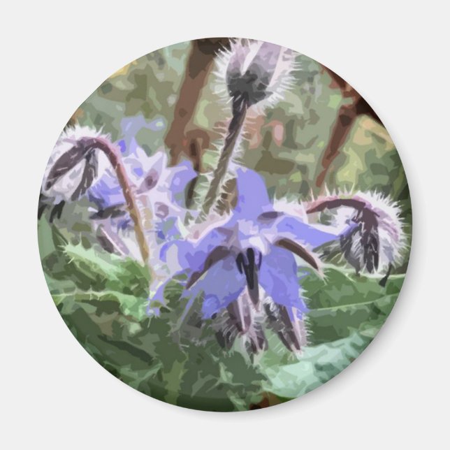 Imã Flor Borage Star azul num íman de cozinha (Frente)