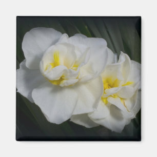 Imã Flor branca