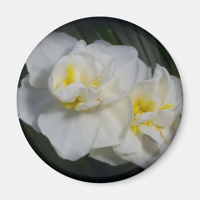 Imã Flor branca (Frente)