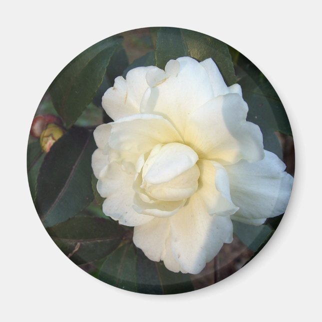 Imã flor branca da camellia (Frente)
