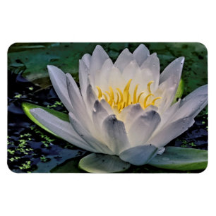 Ímã Flor branca de Lotus Brilhante