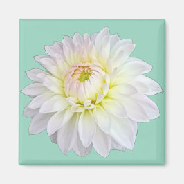 Imã Flor branca e rosa