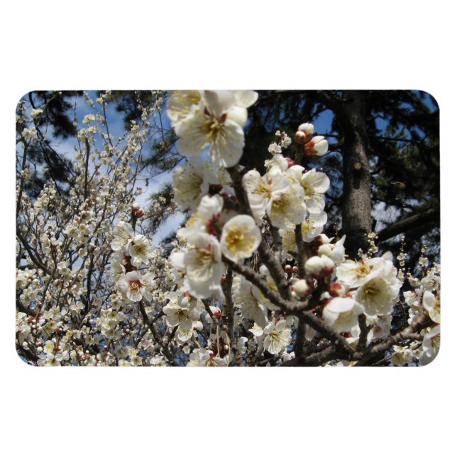 Ímã Flor branco de cereja / Sakura / ク サ(桜) (Horizontal)
