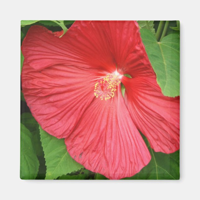 Imã Flor Brilhante Magenta Hibiscus Floral (Frente)