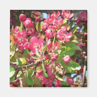 Imã Flor Caranguejo1 Magneto