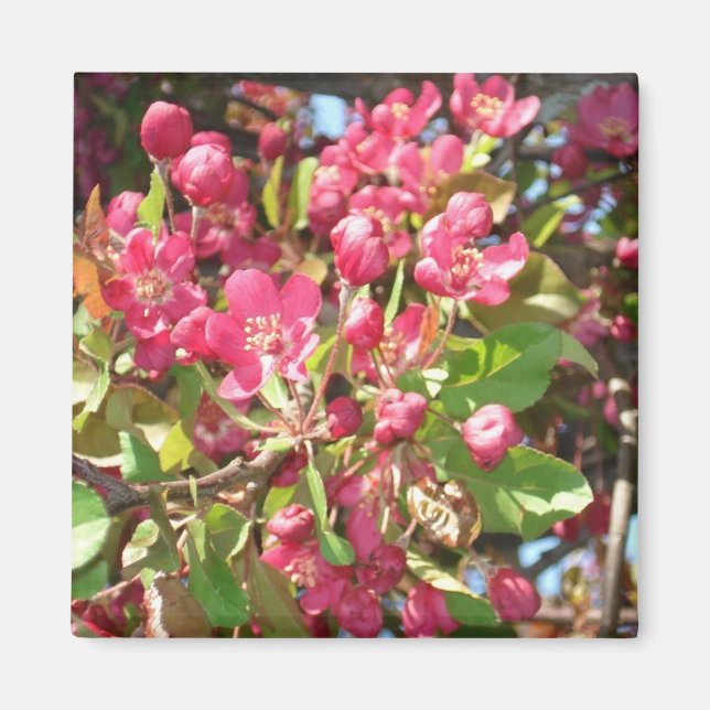 Imã Flor Caranguejo1 Magneto (Frente)