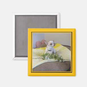 Imã Flor Chihuahua Magnet