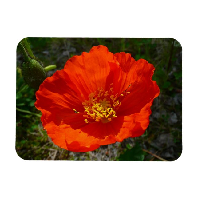 Ímã Flor Colorida Vermelho do Alasca (Horizontal)