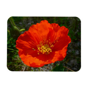 Ímã Flor Colorido Vermelho do Alasca