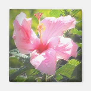 Imã Flor cor-de-rosa do hibiscus