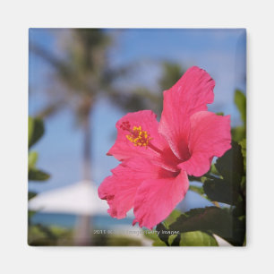 Imã Flor cor-de-rosa do hibiscus