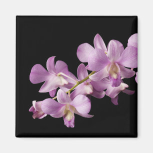 Imã Flor cor-de-rosa no preto - orquídeas da orquíde