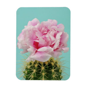Ímã Flor cor-de-rosa sobre o cacto Spiky