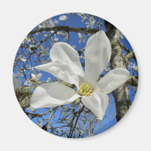 Imã Flor da Magnolia Branca em Árvore.