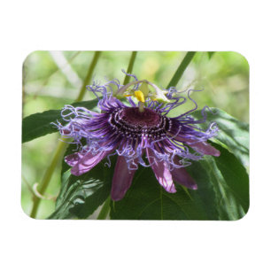 Ímã Flor da paixão