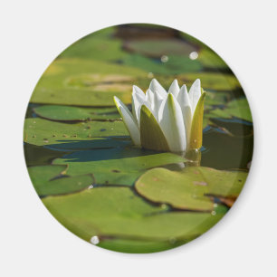 Imã Flor de água