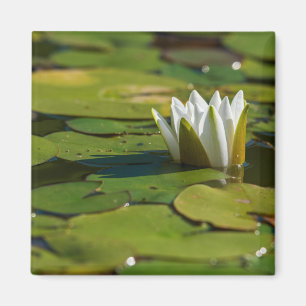 Imã Flor de água