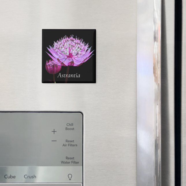 Imã Flor de Astrantia Rosa em Floral Preto (In Situ (Fridge))