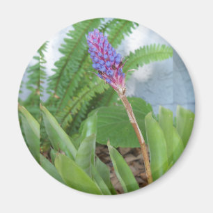 Imã Flor de Bromelia de Cone Azul