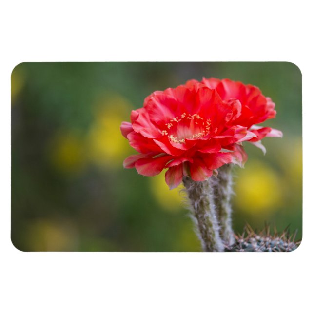 Ímã flor de cacto Dueto de Luz de Fogo (Horizontal)